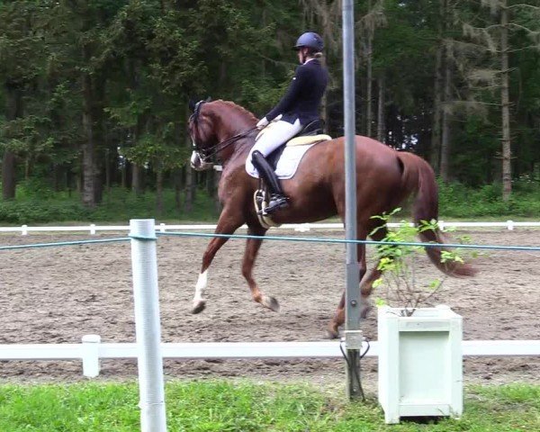 Reitturnier Kellinghusen  2024