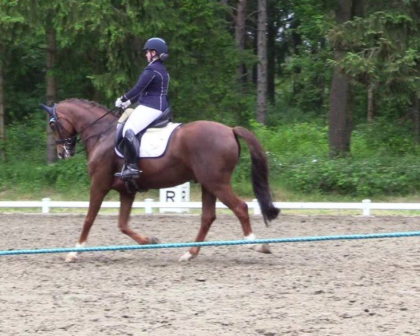 Reitturnier Kellinghusen  2024