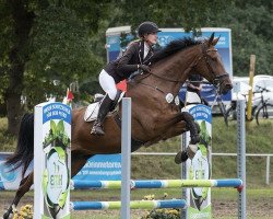 jumper Deadeye Dave (Hanoverian, 2005, from Drosselklang II)