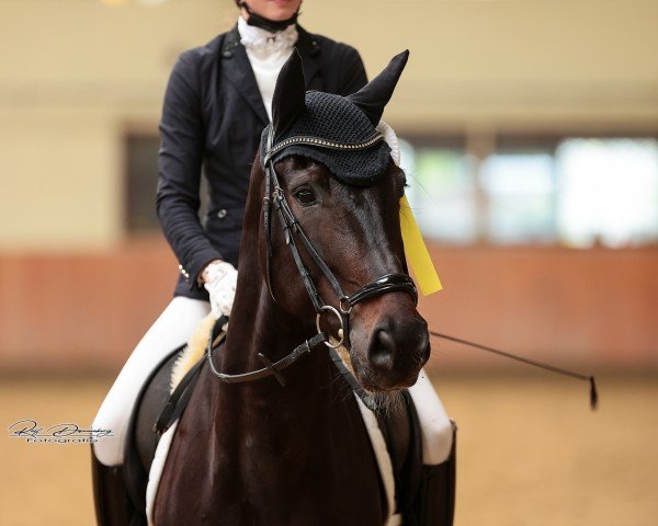 dressage horse Dreihundert PS (Oldenburg, 2019, from Dante’s Jr.)