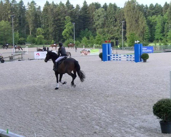 Reitturnier Meilen 2024