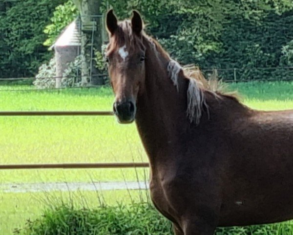 Pferd Dynamic Diamond (Oldenburger, 2022, von Dynamic Dream)