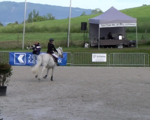 Reitturnier Meilen 2024