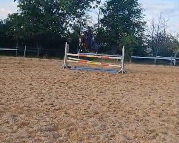 broodmare Beauty Rose (German Riding Pony, 2018, from Bon Jovi)