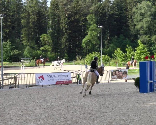 Reitturnier Meilen 2024