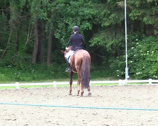 Reitturnier Kellinghusen  2024