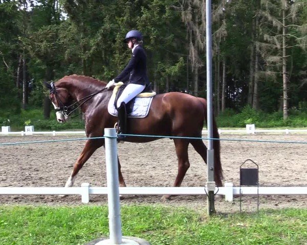 Reitturnier Kellinghusen  2024