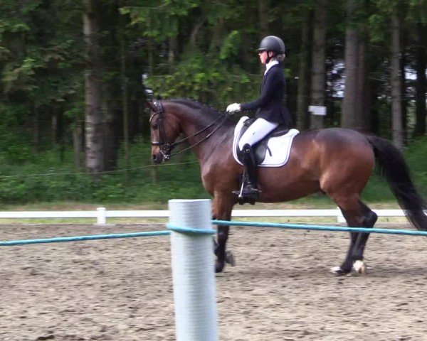 Reitturnier Kellinghusen 2024