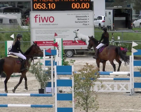 Reitturnier Werdenberg 2024