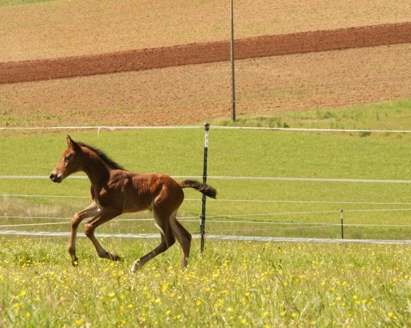 Pferd Chocolina Lou Z (Zangersheide Reitpferd, 2024, von Conrad de Hus)