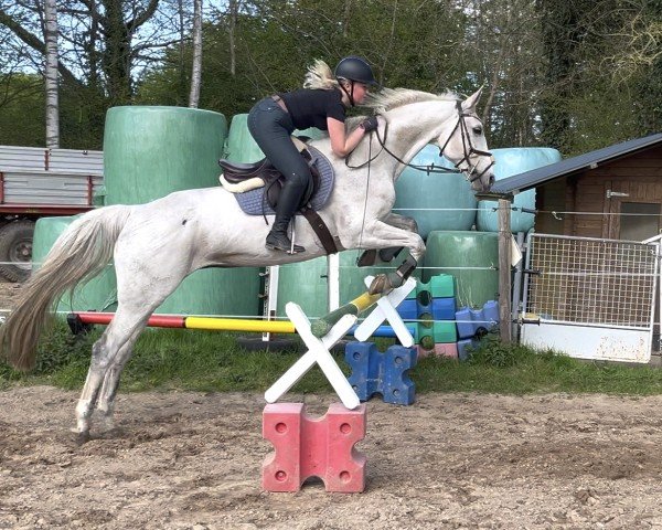 jumper Shakira 401 (Hanoverian, 2008, from Satisfaction FRH)