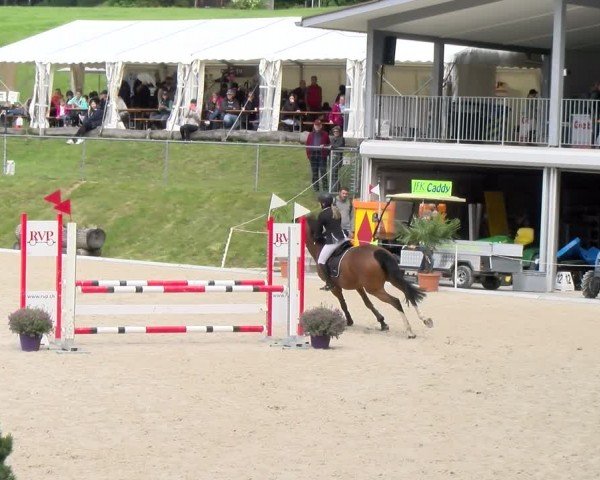 Reitturnier Meilen 2024