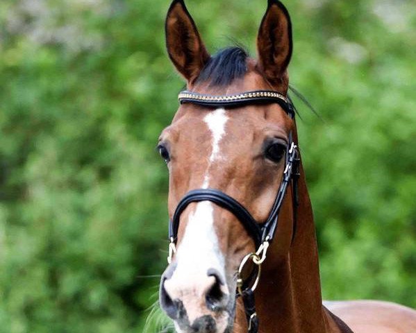 broodmare Rosalie (Rhinelander, 2002, from Riccione) broodmare Rosalie (Rhinelander, 2002, from Riccione)