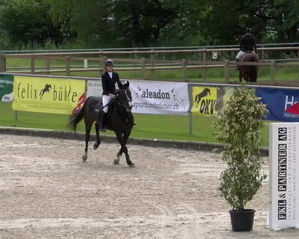 Reitturnier Werdenberg 2024