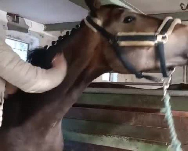 Video von Viva Laureen M