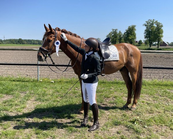 Dressurpferd Lucardo Larocko (Oldenburger Springpferd, 2019, von Lex Lugar)