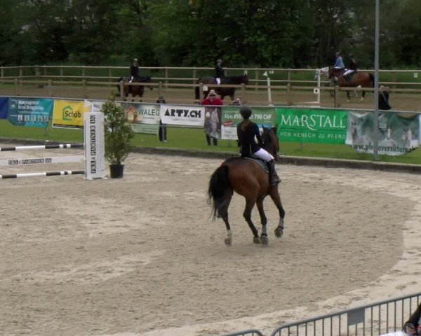 Reitturnier Werdenberg 2024