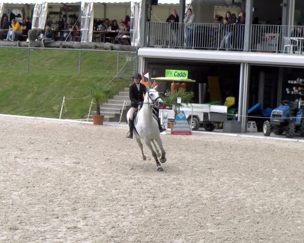 Reitturnier Meilen 2024