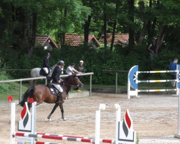 Reitturnier Königsbrunn-Ulrichshof/Schw. 2024