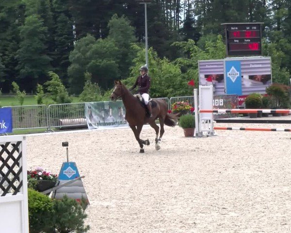 Reitturnier Meilen 2024
