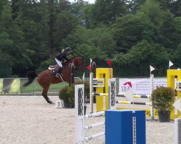 Reitturnier Meilen 2024