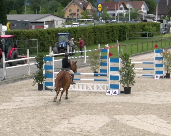 Reitturnier Werdenberg 2024