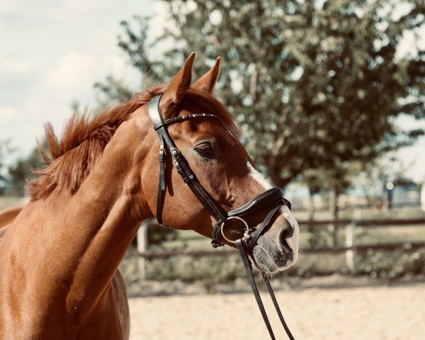 dressage horse Zakileon (Rhinelander, 2015, from Birkhof's Zalando OLD)