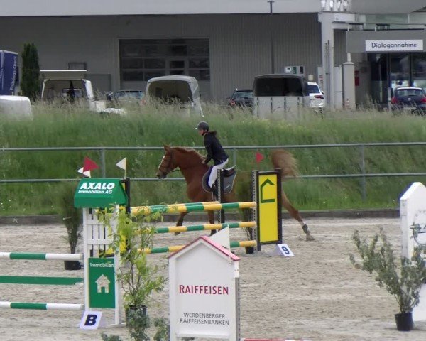 Reitturnier Werdenberg 2024