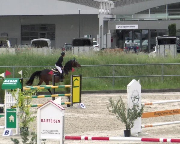Reitturnier Werdenberg 2024