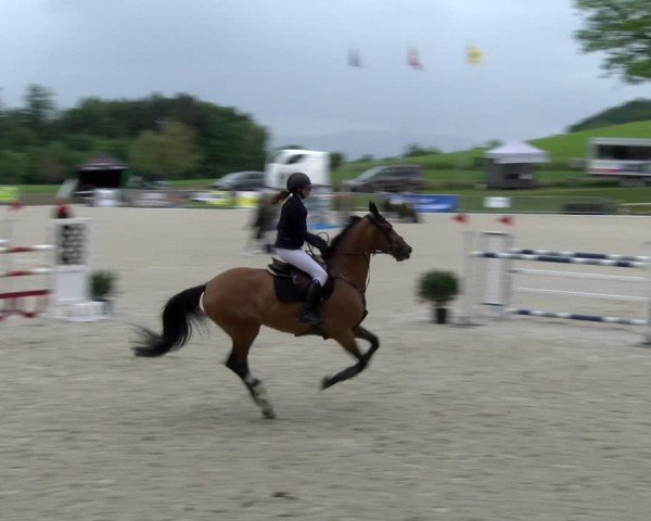 Reitturnier Meilen 2024