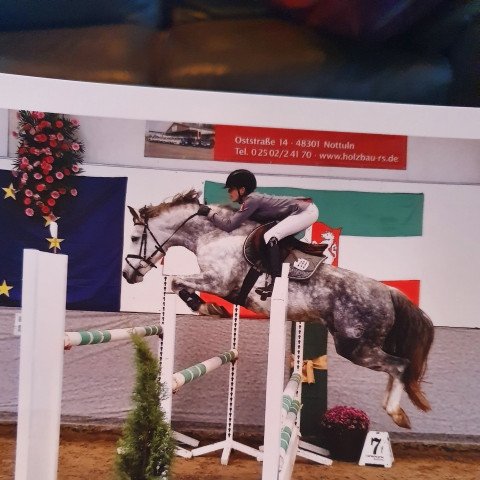 Zuchtstute Na meine Kleine W (Deutsches Reitpony, 2012, von Nature Boy)