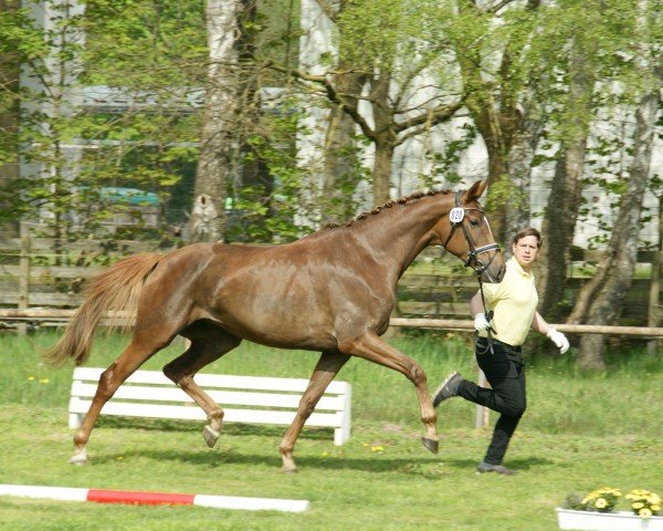 broodmare Billie Jean P (Hanoverian, 2019, from Blue Hors Baron)