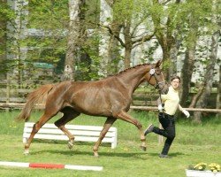 Yegua de cría Billie Jean P (Hannoveriano, 2019, de Blue Hors Baron)