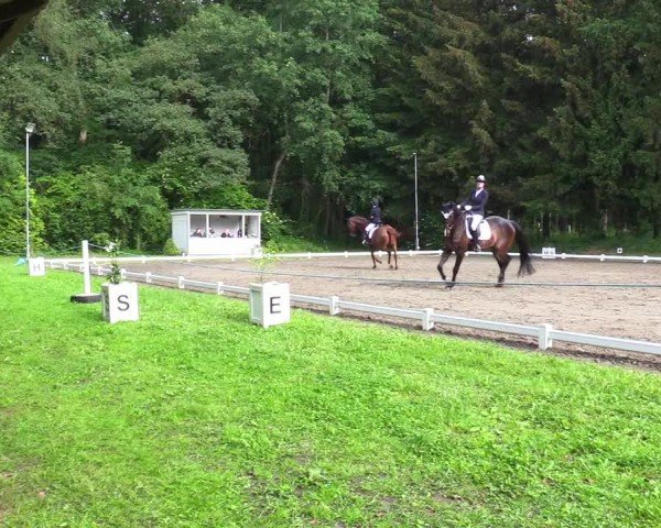 Reitturnier Kellinghusen 2024