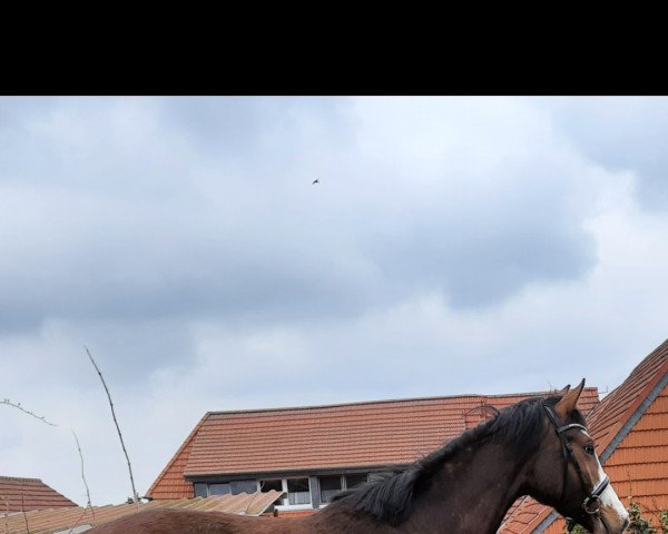 horse Little Komanschi (Holsteiner, 2018, from Loveless)