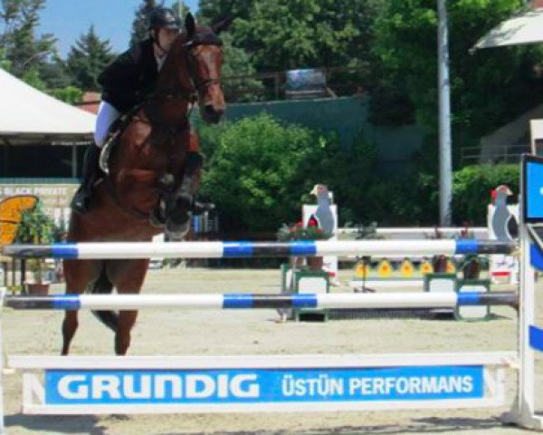 Springpferd Hilton 45 (KWPN (Niederländisches Warmblut), 2001, von Harcos)