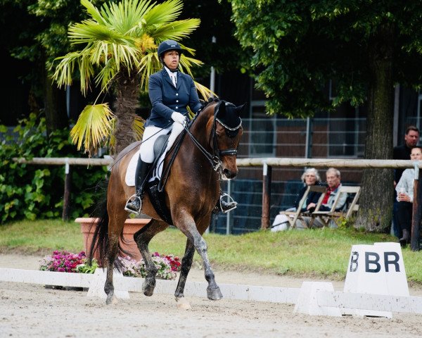 dressage horse Lapusch (Rhinelander, 2010, from Louis le Bon)