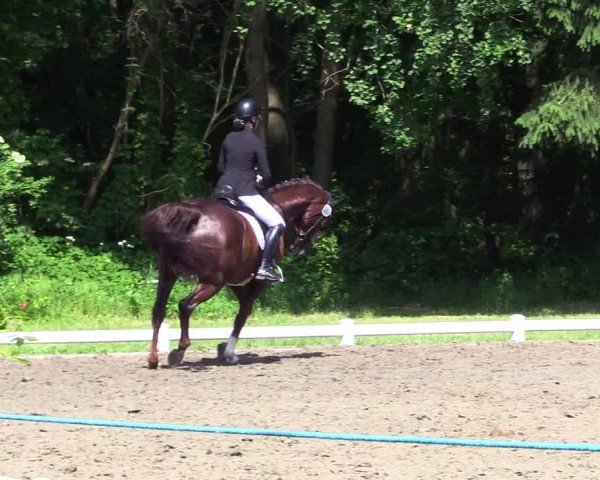 Reitturnier Kellinghusen  2024