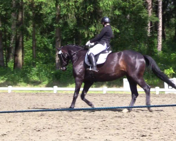 Reitturnier Kellinghusen  2024