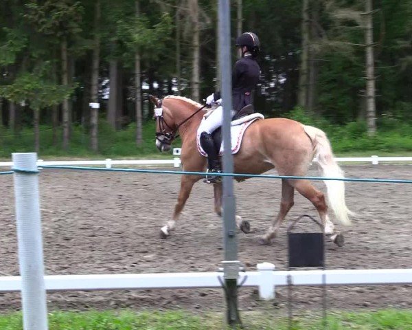 Reitturnier Kellinghusen  2024