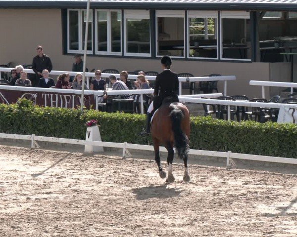 Reitturnier Bornheim-Widdig 2024