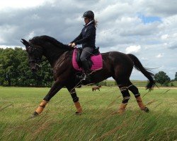 broodmare Waikiki Girl 3 (Oldenburg, 2003, from Weltmeyer)