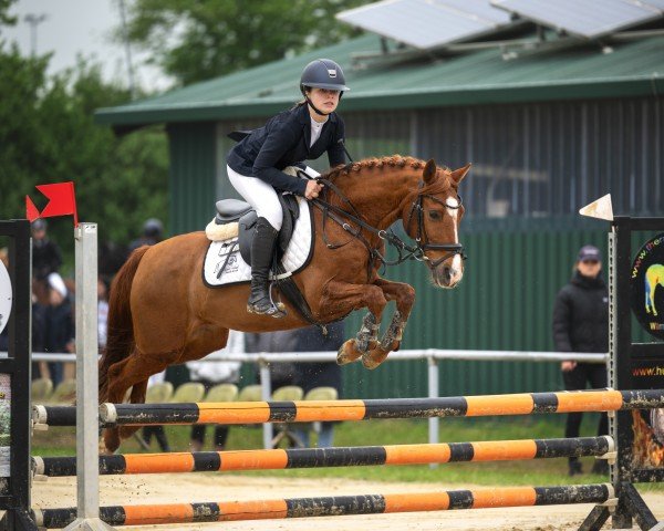 Springpferd Special Day Date (Deutsches Reitpony, 2009, von Dance of Joy W)