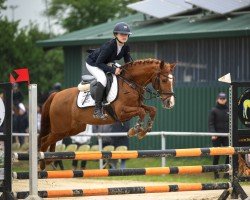 Springpferd Special Day Date (Deutsches Reitpony, 2009, von Dance of Joy W)