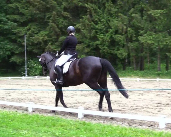 Reitturnier Kellinghusen  2024