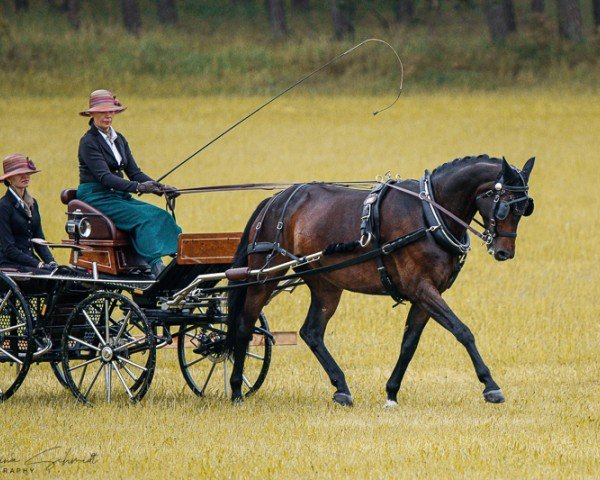broodmare Quirabell 2 (German Sport Horse, 2011, from Quaterback)