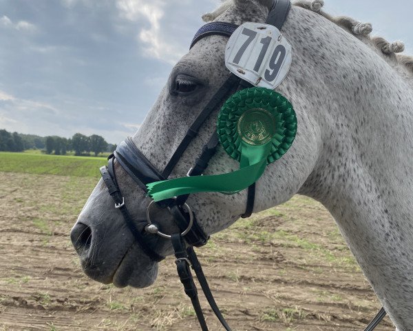 dressage horse Con Fuego D (German Sport Horse, 2003, from Cerasus Karat)