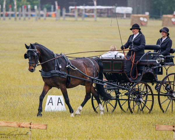 horse Bravo 24 (KWPN (Royal Dutch Sporthorse), 2006, from Moneymaker)