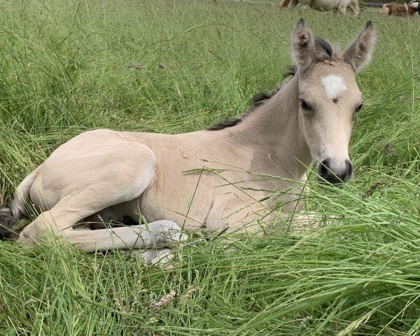 horse Gentle Touch P (German Riding Pony, 2024, from Golden Grey NRW)