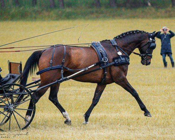 dressage horse Sanderion (Mecklenburg, 2015, from Stockholm)